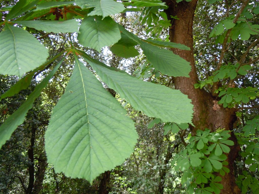 Aesculus hippocastanum / Ippocastano